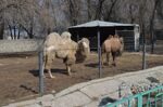 Almaty Head Zoo Republican