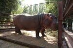 Almaty Head Zoo Republican