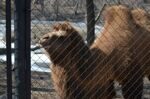 Almaty Head Zoo Republican